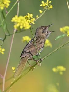 Menno 02 Sprinkhaanzanger